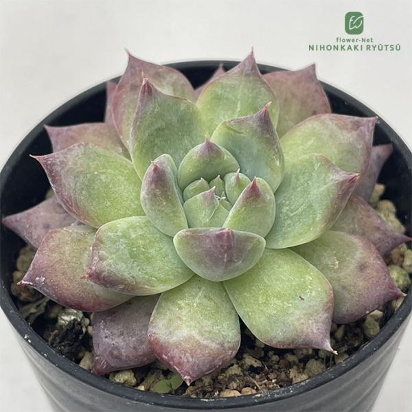 日本花キ流通 多肉植物 hmエケベリア コロラータアウンティカ多肉植物