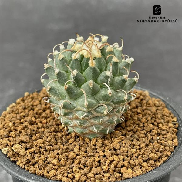 向山グラキリス 3頭仕立て ドライカクタス サボテン ツルビニカルプス 8588_2.jpg