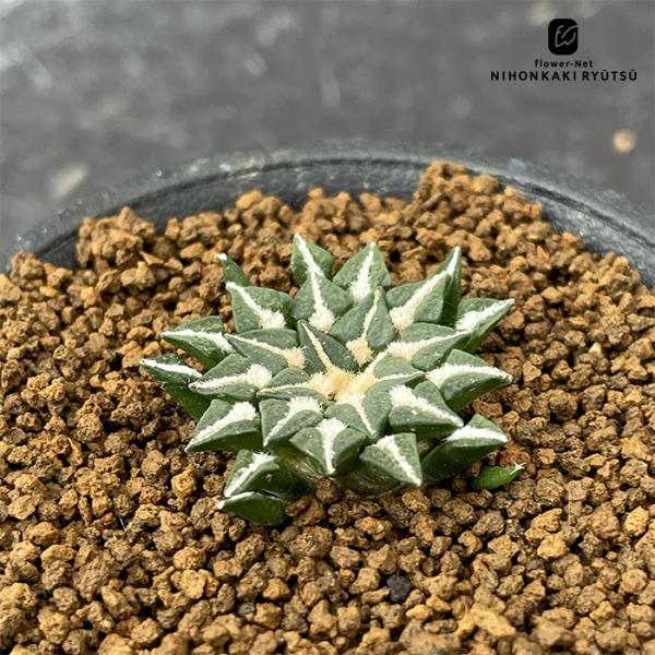 日本花キ流通 caサボテン アリオカルプス 白花姫牡丹 実生 サボテン