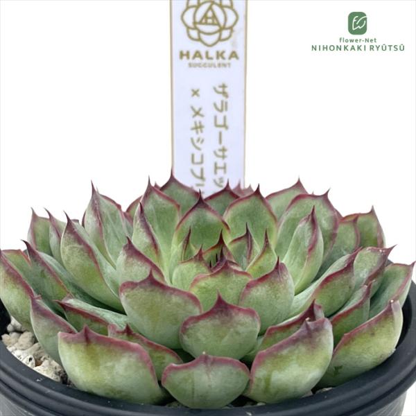 多肉植物 halkエケベリア ザラゴーサエッジ×メキシコプリドニス HALKA
