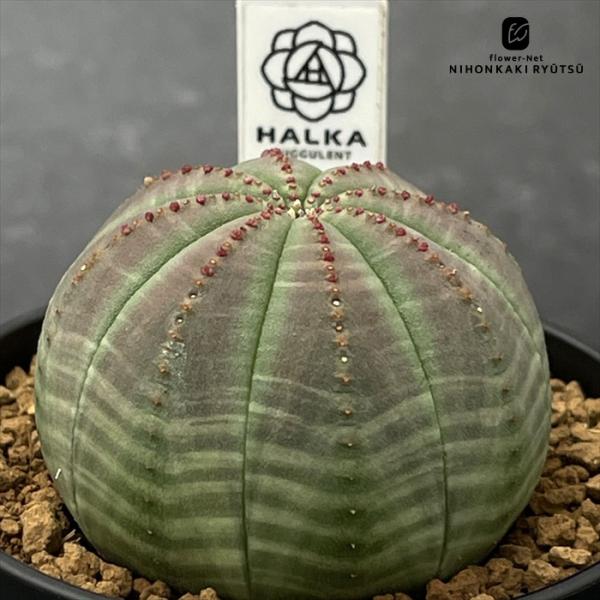 多肉植物 halkユーフォルビア オベサ HALKA SUCCULENT ハルカさん苗