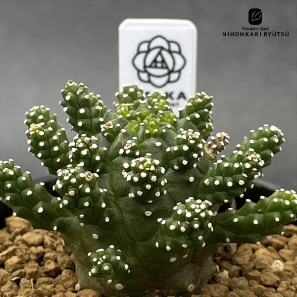 多肉植物 halkユーフォルビア ガムケンシス 実生 HALKA SUCCULENT