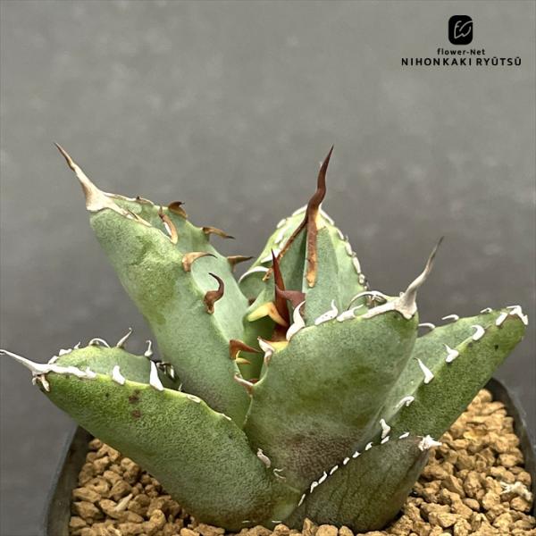 日本花キ流通 多肉植物 caアガベ オテロイ 実生 多肉植物 アガベ