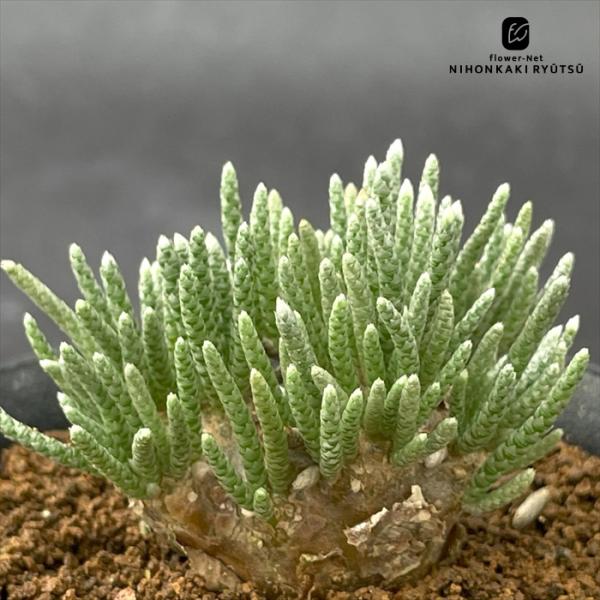 アルストニー　多肉植物 日本花キ流通 多肉植物 caアボニア アルストニー 赤花 実生 多肉植物