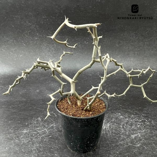 サマーセール！発根済 デカリア マダガスカリエンシス 塊根 ジグザグの木 特大株 サマーセール！発根済 デカリア マダガスカリエンシス 塊根