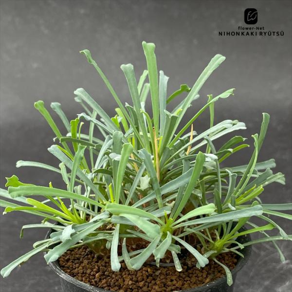日本花キ流通 多肉植物 caユーフォルビア ムルチフォリア 実生 多肉
