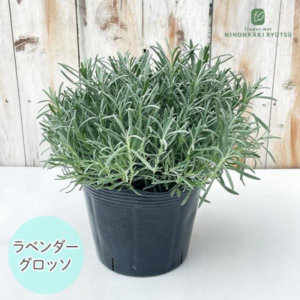 日本花キ流通 ラベンダー グロッソ 大株 6号ポット 送料無料 宿根草