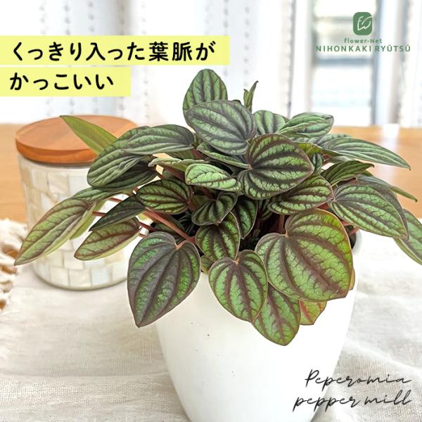 ■商品説明どんなインテリアにも溶け込みやすいシンプルな白い鉢に入ってのお届けです。 丸みのある鉢ががキュートでスタイリッシュなデザインとなっていて、シンプルな鉢はどんなインテリアにも自然に溶け込み、空間を明るい印象にします。 届いたその日か...