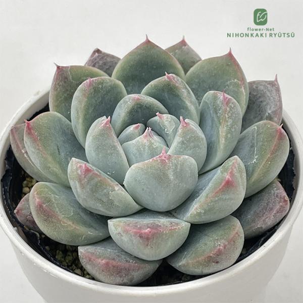 ■日当たり春秋型種 10℃〜25℃の過ごしやすい季節によく生長し、暑すぎたり、寒すぎる時期は休眠してしまいます。 生長期：9月〜5月 休眠期：6月〜8月■水やり1春・秋は日当たりがよく、雨が当たらない風通しの良い場所に置く 2夏の直射日光は...