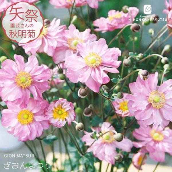 シュウメイギク 苗 ぎおんまつり 9〜10.5cmポット 祇園祭 矢祭園芸さん オリジナル品種 矮性種 秋明菊 山野草 多年草 ガーデニング 花苗 宿根草 yts