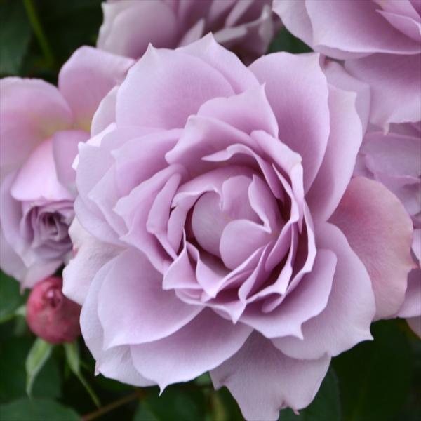 先行予約 バラ苗 バラ大苗 ロサ オリエンティス 紫式部 品種登録出願中