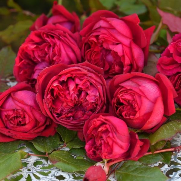 先行予約 バラ苗 バラ大苗 ロサ オリエンティス ジャンクリストフ 品種