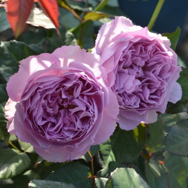 バラ苗　エリザベート　ロサオリエンティス　薔薇　　紫ピンク系 バラ苗 【エリザベート】 (大苗) フロリバンダ 四季咲き 中輪 紫系