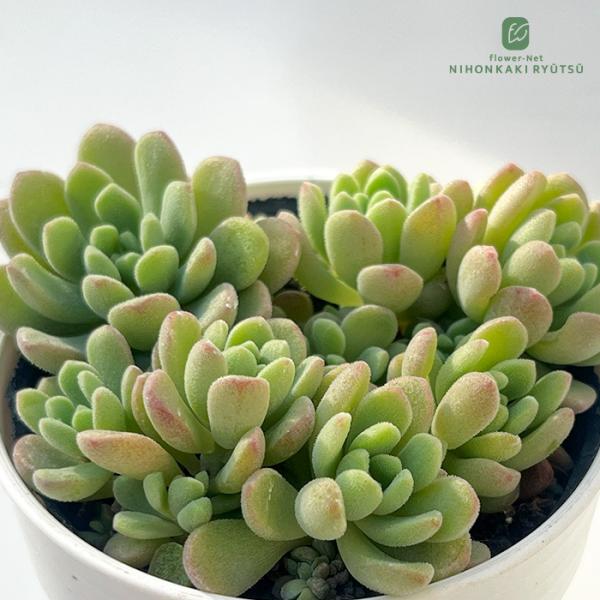 ■日当たり春秋型種 10℃〜25℃の過ごしやすい季節によく生長し、暑すぎたり、寒すぎる時期は休眠してしまいます。 生長期：9月〜5月 休眠期：6月〜8月■水やり1春・秋は日当たりがよく、雨が当たらない風通しの良い場所に置く 2夏の直射日光は...