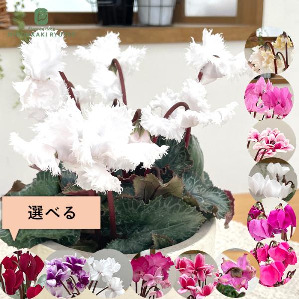 予約販売 選べるミニシクラメン 苗 9〜10.5cmポット 大築園芸さん 花苗 ガーデニング otk 11月中旬以降発送