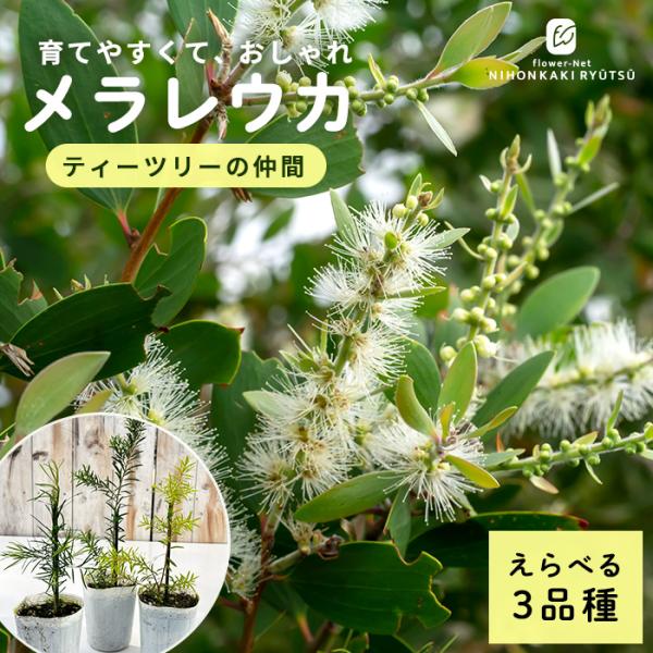 シンボルツリーや鉢植えに！3品種から選べるメラレウカ。丈夫で育てやすく、初心者にもオススメです。葉には芳香成分があり、軽く揉むと爽やかな香りがします。純白に羽毛状の花も魅力的です。・アルタニフォリア別名メディカルティーツリー。「ティーツリー...
