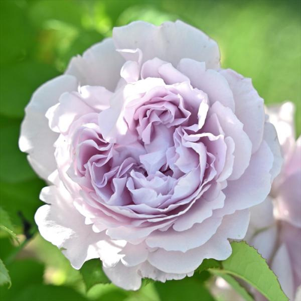 【特徴】藤色トーンの淡いピンク色のロゼット咲き。花弁の縁に浅く刻みが入り、ゆるやかに波打つ。しなやかに伸びた枝先に単花咲き〜数輪の花が咲く。トゲはやや少なめで、耐病性がある。夏以降は勢いのよいシュートが背丈ほどに伸びるので小さめのつる仕立て...