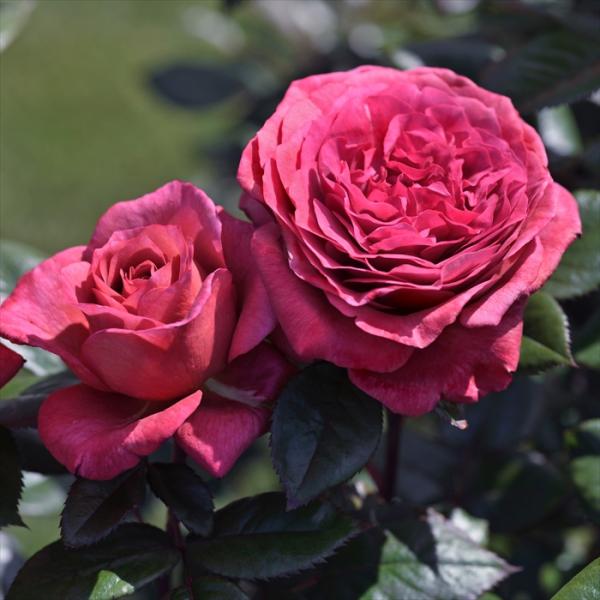 flower-net_z251129006