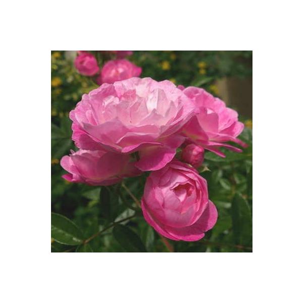 【商品説明】白い花弁に弁端からピンクが差す優しい印象のバラです。可愛いカップ咲きの花はスプレー状になり、花数も多く、秋遅くまで繰り返し良く咲きます。【香り】★☆☆☆【分類】ポリアンサ【開花サイクル】四季咲き【花径】小輪【樹形と樹高×株張り】...