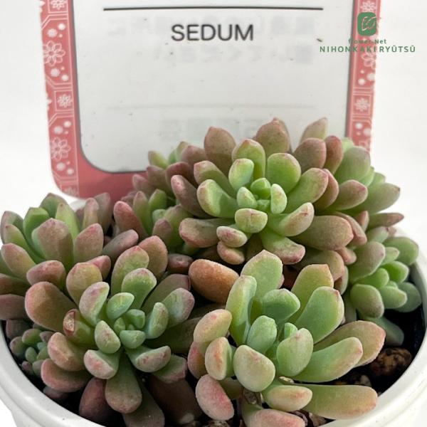 日本花キ流通 多肉植物 sizセダム てまり花 多肉植物 雫ファームさん苗