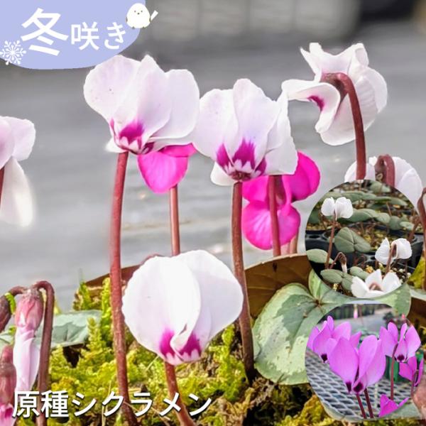 ＜冬咲き原種シクラメン＞人の手で交配されていない、野生に自生している"自然の姿そのまま"の原種シクラメン。その中から冬咲き品種3品種を集めました。【選べる3品種】◆コーム◆コーム "ゴランハイツ"◆スーダベリカム【開花期】冬【置き場所】日当...