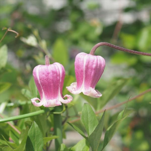 flower-net_z251207004