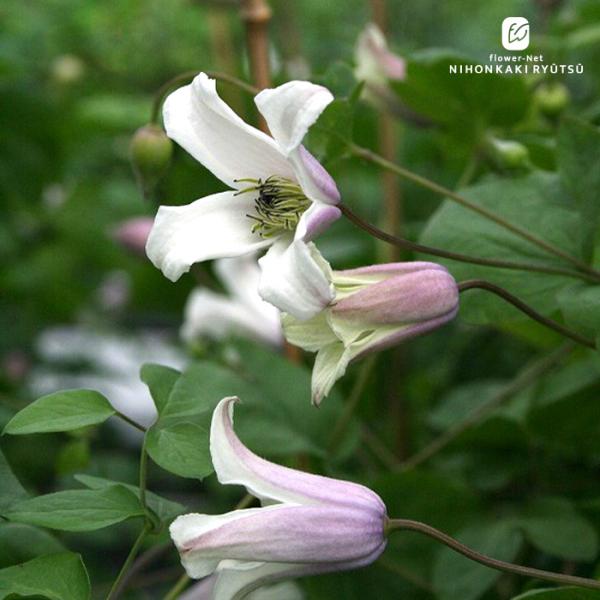 【特徴】外側は紫ピンク、内側は白色のベル形で、横向きに咲く可憐な品種です。多花性でたいへん丈夫な四季咲きタイプ。光線が不足すると、外側の色が淡いピンクに変わることがあります。庭植え・鉢植えどちらにも向き、扱いやすい品種です。【開花期】6〜1...