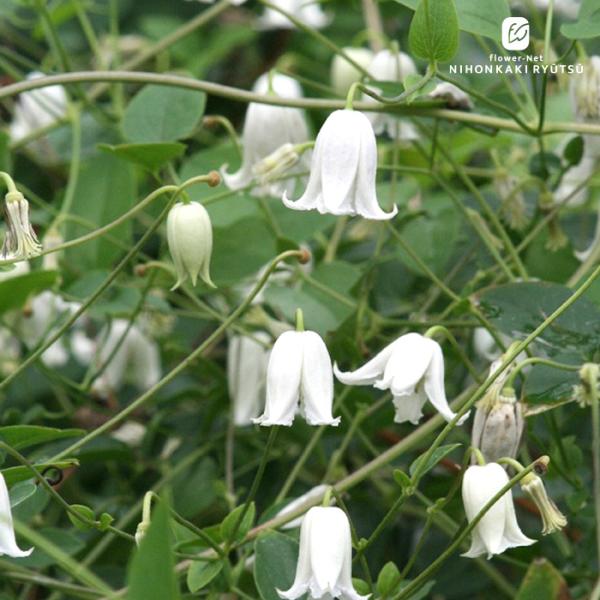 予約販売 クレマチス 苗 カイウ ヴィオルナ系 四季咲き 杉本さんの