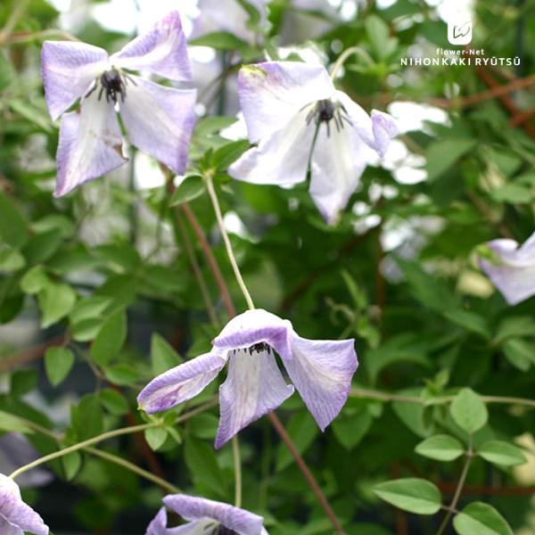 【特徴】白〜淡い藤色の花には、縁に葉脈のような藤色が入り、まれに先端がグリーンを帯びることがあります。つるの伸びが旺盛で強健な、多花性・四季咲きの丈夫な品種です。アーチやポールにもよく合い、つるを誘引して楽しめます。2007年に“カルーレア...