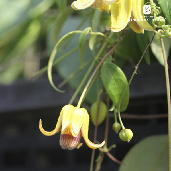 予約販売 クレマチス 苗 クウェイチョエンシス カンパネラ系 杉本さん