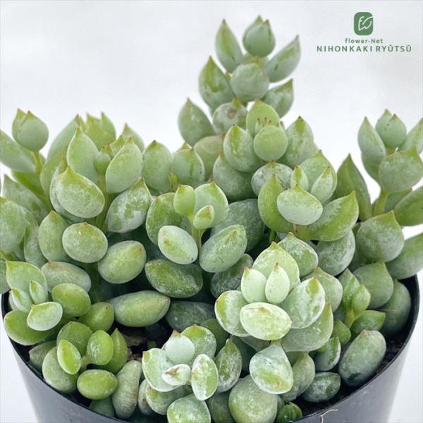 ■商品説明信華園さんの苗■日当たり春秋型種 10℃〜25℃の過ごしやすい季節によく生長し、暑すぎたり、寒すぎる時期は休眠してしまいます。 生長期：2月〜6月・9月〜11月 休眠期：7月〜8月・11月〜1月■水やり1春・秋は日当たりがよく、雨...