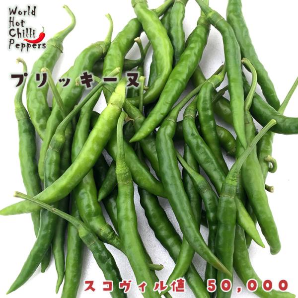 【特徴】タイの定番唐辛子。トムヤムクンなどに使われます。スコヴィル値　50,000【置き場所】一日を通して日光の当たる場所がおすすめです。また、水はけや風通しの良さも大切です。【水やり】土の表面が乾いたらたっぷりと与えます。【肥料】実を収穫...