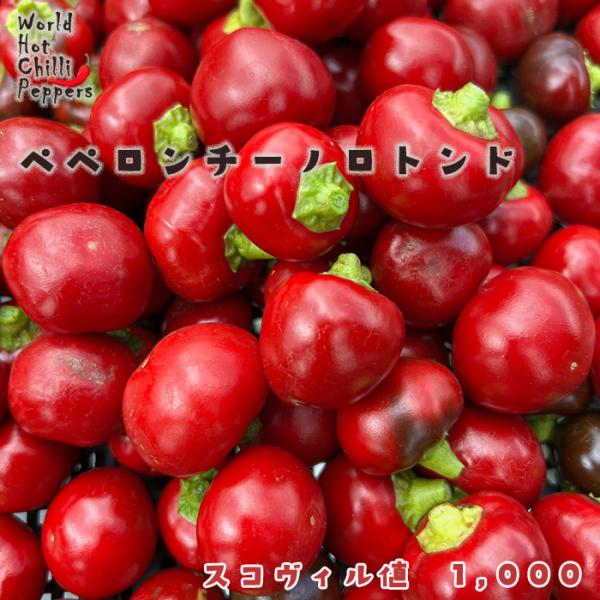 【特徴】イタリア原産の丸唐辛子。辛さはほぼありません。ツナ等を詰めてピクルスにするのもオススメです。スコヴィル値　1,000【置き場所】一日を通して日光の当たる場所がおすすめです。また、水はけや風通しの良さも大切です。【水やり】土の表面が乾...