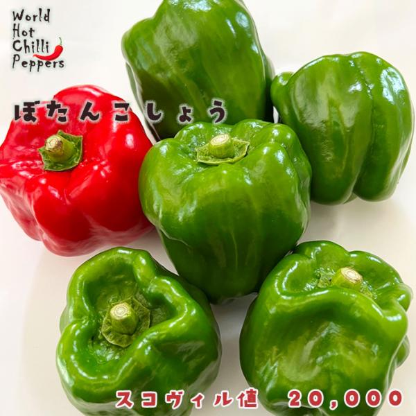 【特徴】長野の伝統野菜。丸いピーマンのような形の唐辛子です。スコヴィル値　20,000【置き場所】一日を通して日光の当たる場所がおすすめです。また、水はけや風通しの良さも大切です。【水やり】土の表面が乾いたらたっぷりと与えます。【肥料】実を...