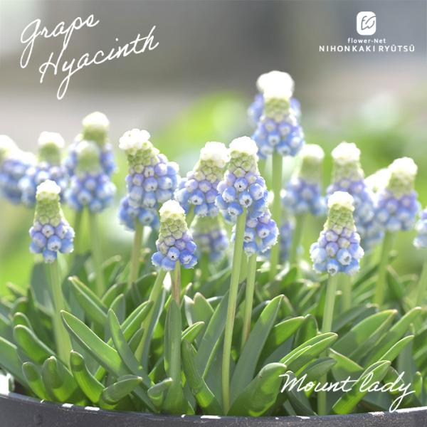 〜大和園 佐藤さんが選んだ『大和園プレミアムセレクション』〜クリスマスローズ パステリッシュストレインやフレックルキス、シュウメイギク ももいろブーケを育種してきた佐藤さんが、「シンプルで飽きのこないかわいさ」を基準に選び抜いたムスカリのプ...