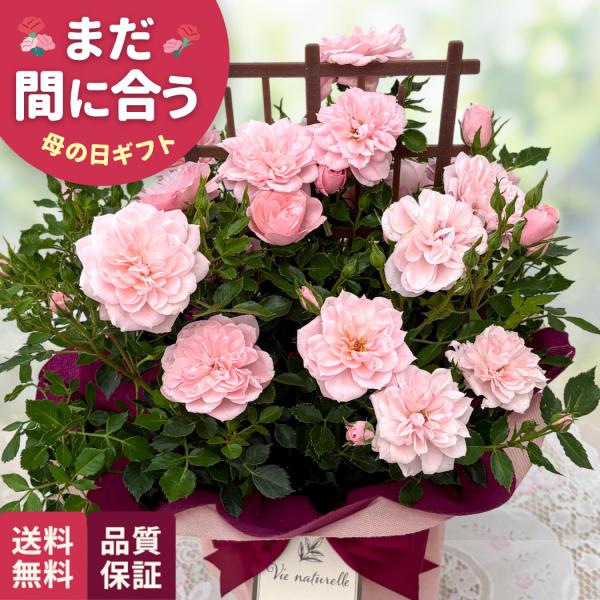 日本花キ流通 ＼遅れてごめんね／ 母の日 プレゼント ミニバラ