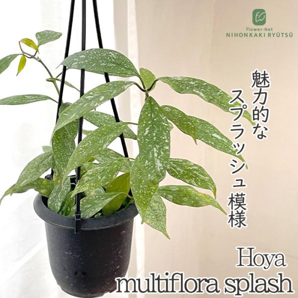 日本花キ流通 予約販売 観葉植物 ホヤ ムルチフローラスプラッシュ 3号
