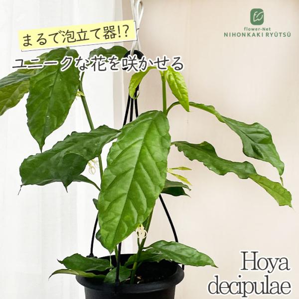 日本花キ流通 予約販売 観葉植物 ホヤ デシプラエ 4号 吊り鉢 吊り下げ