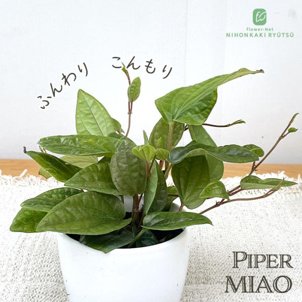 ■商品説明どんなインテリアにも溶け込みやすいシンプルな白い鉢に入ってのお届けです。 丸みのある鉢がキュートでスタイリッシュなデザインとなっていて、シンプルな鉢はどんなインテリアにも自然に溶け込み、空間を明るい印象にします。 届いたその日から...