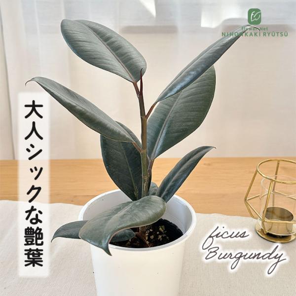 日本花キ流通 観葉植物 フィカス バーガンディ ゴムの木 4号鉢 観葉