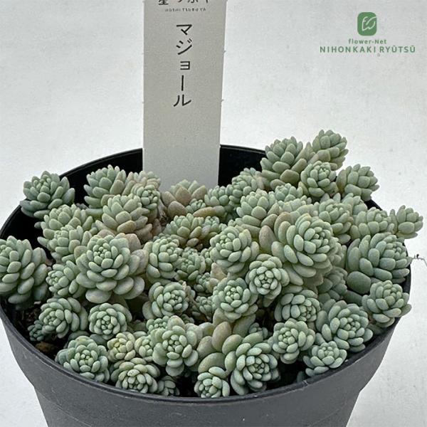 ■日当たり春秋型種10℃〜25℃の過ごしやすい季節によく生長し、暑すぎたり、寒すぎる時期は休眠してしまいます。生長期：9月〜5月休眠期：6月〜8月■水やり1春・秋は日当たりがよく、雨が当たらない風通しの良い場所に置く2夏の直射日光は避ける3...