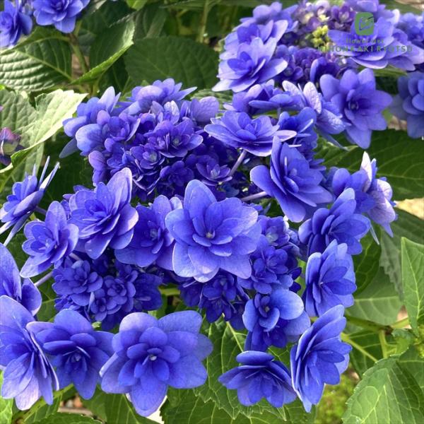 日本花キ流通 アジサイ 卑弥呼 ブルー 10.5cmポット ヒミコ 加茂 KAMO