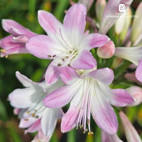 半耐寒性多年草ユリ科今までにないピンク色のアガパンサスで、白い花弁の先がピンクに染まります。今までにない可愛さでお庭がパッと華やぐこと間違いなし。鉢植えや庭植えと様々な楽しみ方ができます。耐病性が画家いので高温の乾燥下でよく育ち、手入れも比...