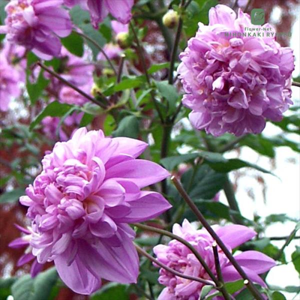 ＜ダリア＞キク科 テンジクボタン属（ダリア属）「空を見上げる、圧倒的な存在感。」短日植物（日照時間が短くなってくると蕾をつけ開花する植物）で、多くの花が終わる11月〜12月頃に開花。晩秋の澄んだ青空に大輪のピンク色の花を咲かせる皇帝ダリアが...