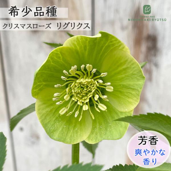 【置き場所】日当たりの良い場所を好みます。しっかり日に当てることで花付が良くなり、香り成分も生成されると言われています。強い直射日光は苦手なので、夏場は半日陰や風通しの良い涼しい場所へ移動しましょう。【水やり】表面の土が乾いたら、たっぷりと...