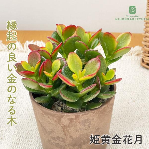 ■日当たり・置き場所日当たりの良い場所で管理してください。暑さや寒さにも強い植物ですが、風通しが悪いところや湿度が高いところは苦手なので管理には注意します。■水やり土の表面が乾いたらたっぷりの水を与えます。冬場は水やりの頻度を減らし管理しま...