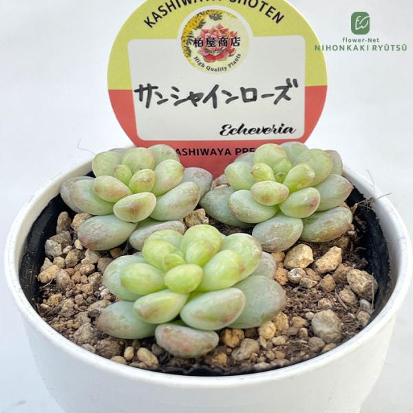 ■日当たり春秋型種 10℃〜25℃の過ごしやすい季節によく生長し、暑すぎたり、寒すぎる時期は休眠してしまいます。 生長期：2月〜6月・9月〜11月 休眠期：7月〜8月・11月〜1月■水やり1春・秋は日当たりがよく、雨が当たらない風通しの良い...