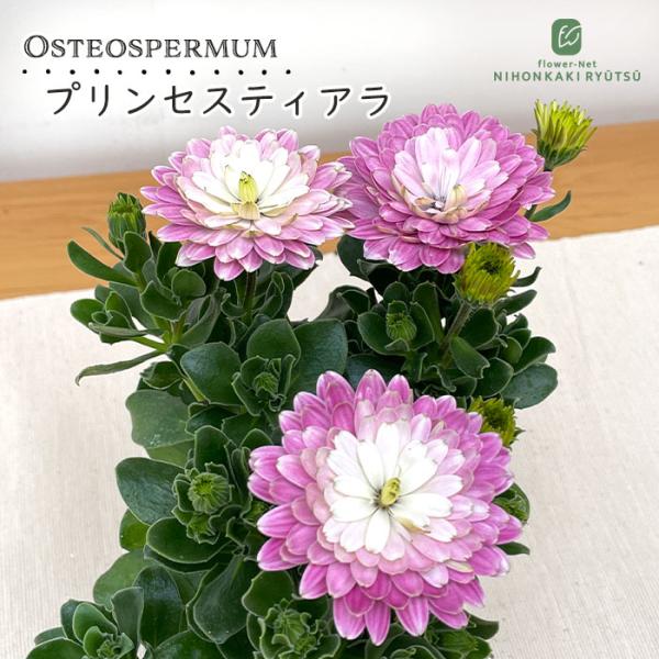 日本花キ流通 オステオスペルマム 苗 プリンセスティアラ 星野愉司さん
