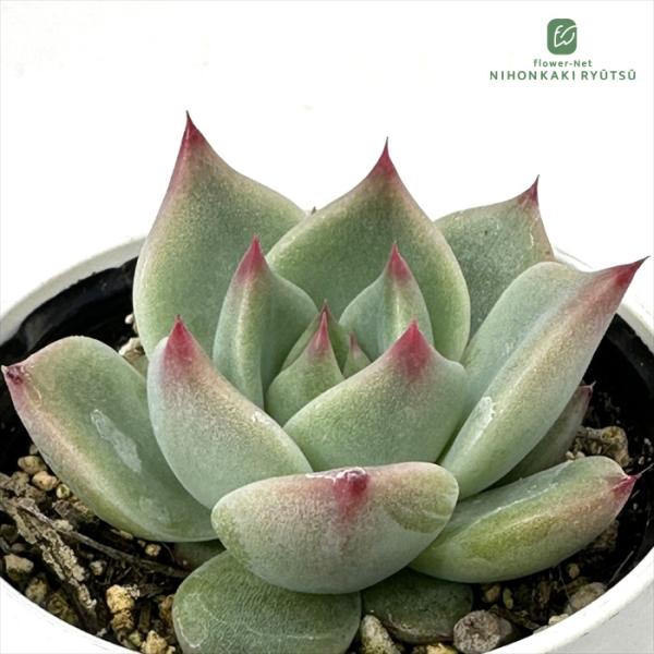 日本花キ流通 多肉植物 hmエケベリア ガーネットネイル 多肉植物