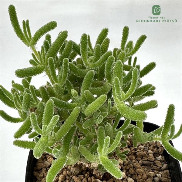 日本花キ流通 多肉植物 caドロサンテマム 蛍光兎 ドロサンセマム 多肉
